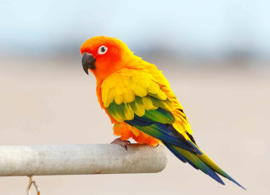 bird1
